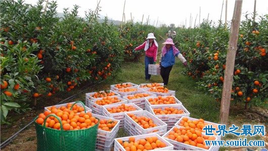 世界上最长名称公司，台湾卖蔬果的名字长达64个(www.gifqq.com)