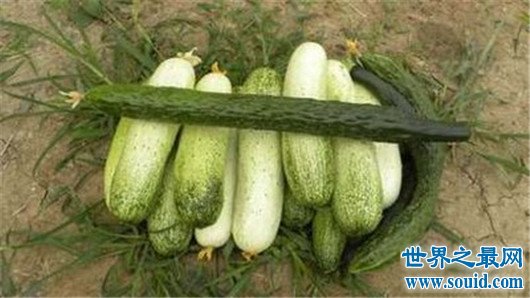 最长黄瓜，比小孩儿都高的黄瓜你敢吃么(www.gifqq.com)