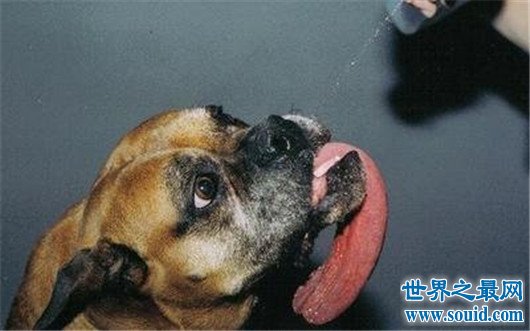 世界舌头最长狗，舌头竟然有十八厘米长(www.gifqq.com)