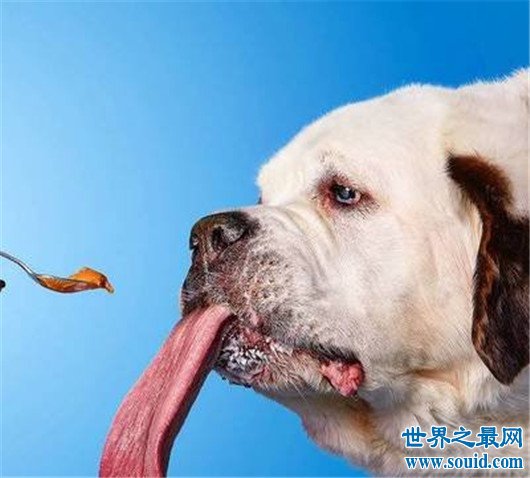 世界舌头最长狗，舌头竟然有十八厘米长(www.gifqq.com)