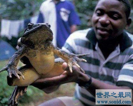 世界上最长的青蛙，可以长到一米长的喀麦隆巨蛙(www.gifqq.com)