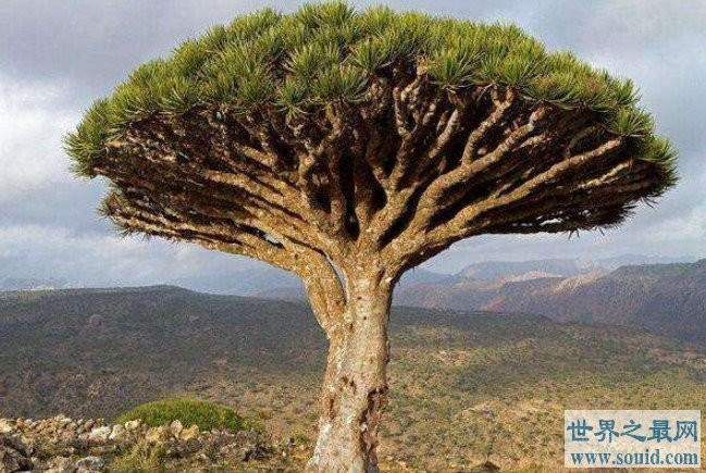 世界上寿命最长的树，被认为是龙血(www.gifqq.com)