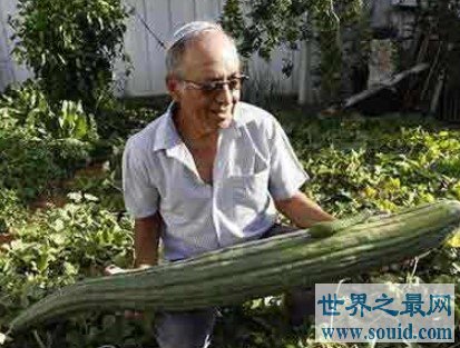 世界上最长的黄瓜，长达118厘米，纯绿色(www.gifqq.com)