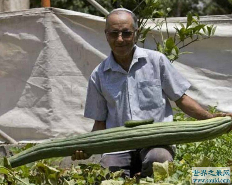 世界上最长的黄瓜，长达118厘米，纯绿色(www.gifqq.com)