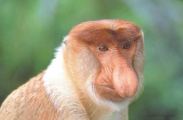 世界上鼻子最长的猴子，长度达8厘米，可悬垂到嘴边(www.gifqq.com)