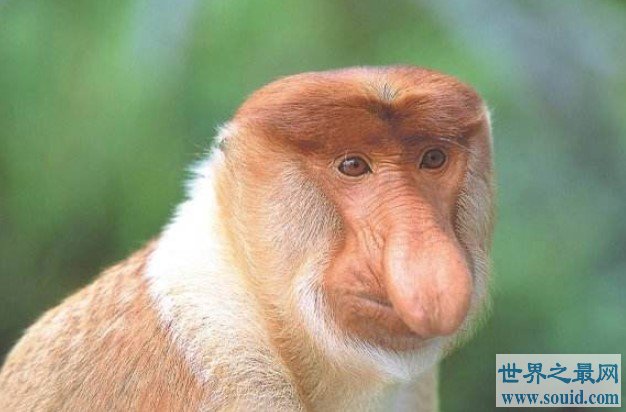 世界上鼻子最长的猴子，长度达8厘米，可悬垂到嘴边
