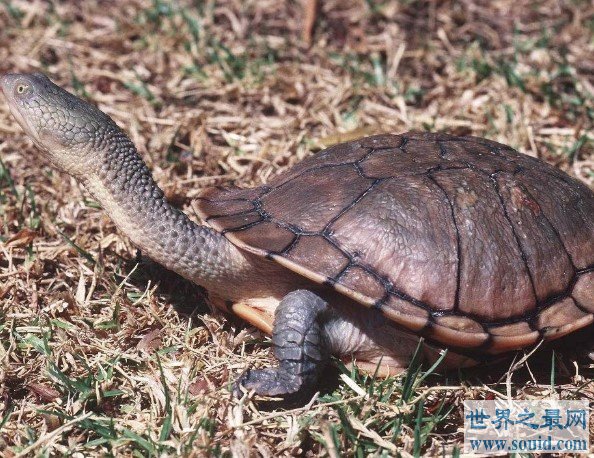 世界上脖子最长的乌龟，巨蛇颈龟脖子比身体还长(www.gifqq.com)