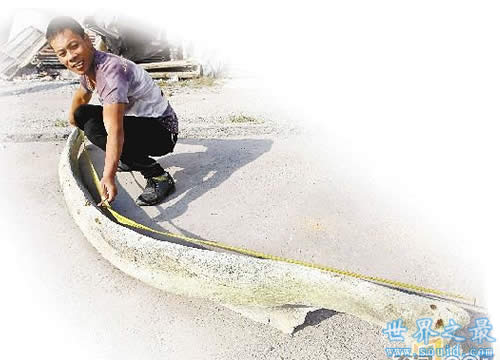 世界上最大的鱼刺，3米长(重达90斤)(www.gifqq.com)