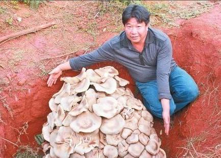 世界上最大的蘑菇(www.gifqq.com)