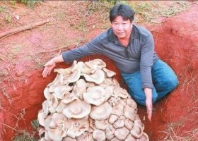 世界上最大的蘑菇