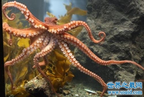 从章鱼图片来了解一个你所不知道的章鱼的秘密(www.gifqq.com)
