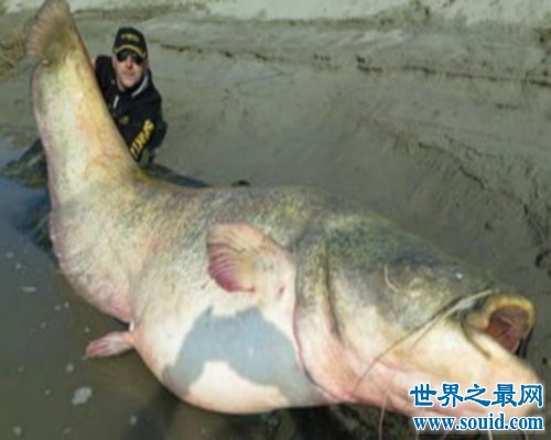 世界最大的鱼排行榜，世界最大的鱼你听说过几个？(www.gifqq.com)