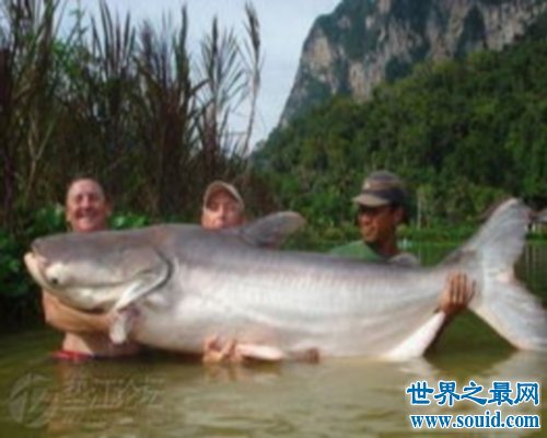 世界最大的鱼排行榜，世界最大的鱼你听说过几个？(www.gifqq.com)