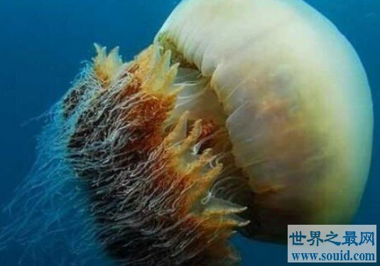 世界上最大的水母，体积超级庞大，触手长36米(www.gifqq.com)