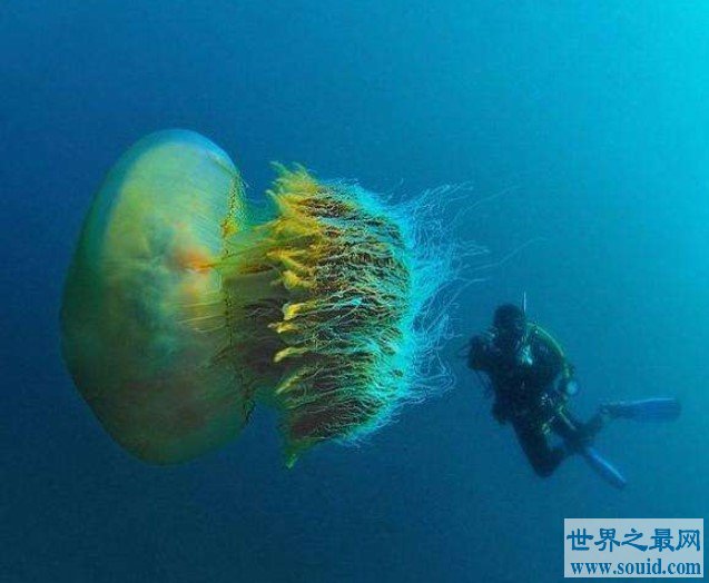 世界上最大的水母，体积超级庞大，触手长36米(www.gifqq.com)