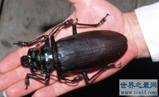 世界最大的甲虫，一口可以把铅笔咬断，小心你的手指！(www.gifqq.com)