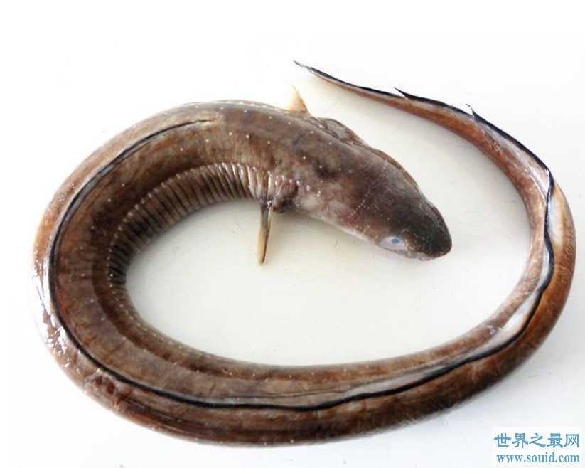 世界上最大鳗鱼，重达75公斤(www.gifqq.com)