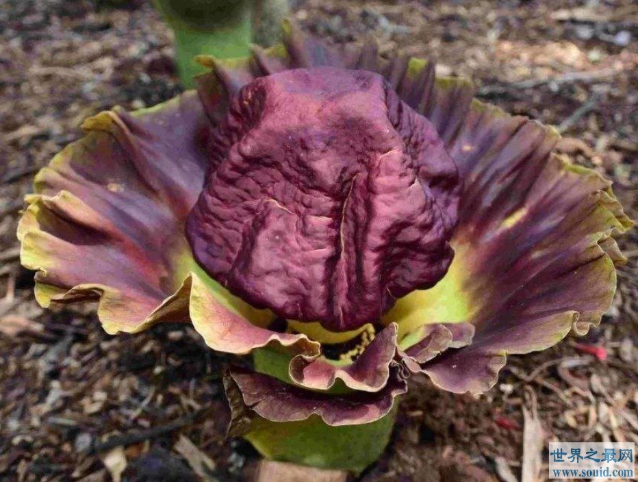 世界上体型最大的花，竟然能产生幻觉让人死亡(www.gifqq.com)