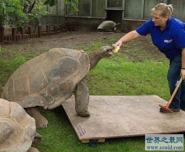 世界上最大的乌龟，身高2到3米，长5到6米，寿命1000年左右(www.gifqq.com)