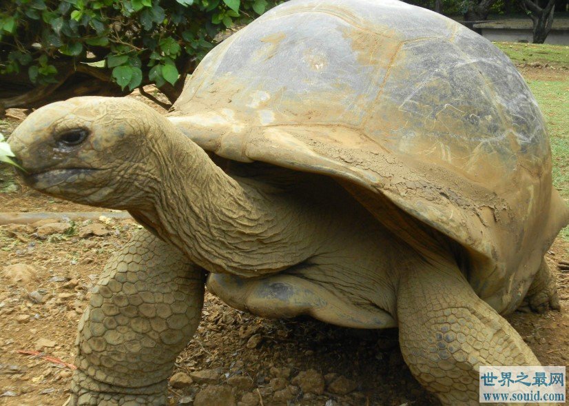 世界上最大的乌龟，身高2到3米，长5到6米，寿命1000年左右(www.gifqq.com)