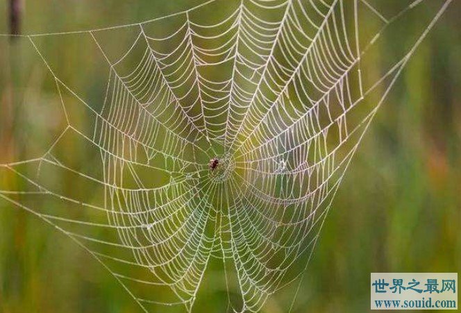 世界上最大的蜘蛛网，堪比一个足球场(www.gifqq.com)