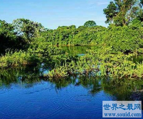 世界上最大的沼泽地，面积高达2500万公顷(www.gifqq.com)