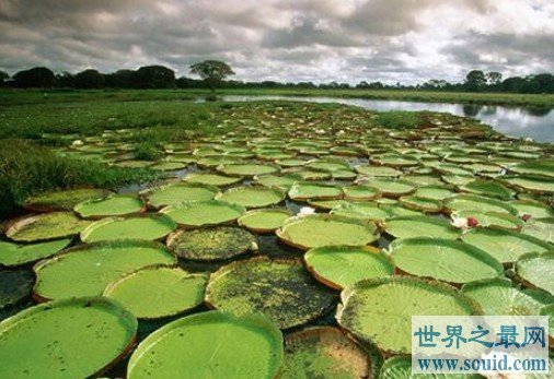 世界上最大的沼泽地，面积高达2500万公顷(www.gifqq.com)