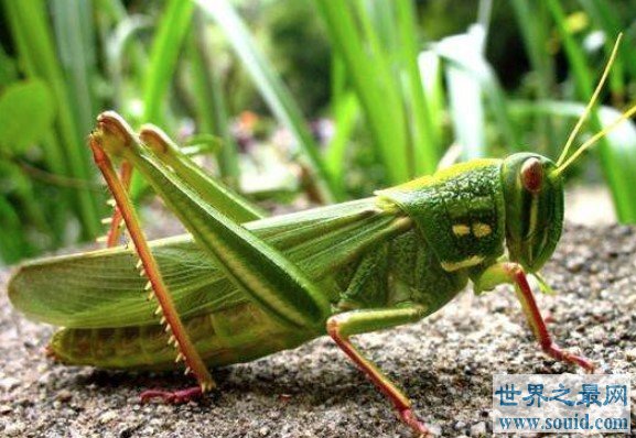 世界上最大的蝗虫，重达23磅，体长48英寸(www.gifqq.com)
