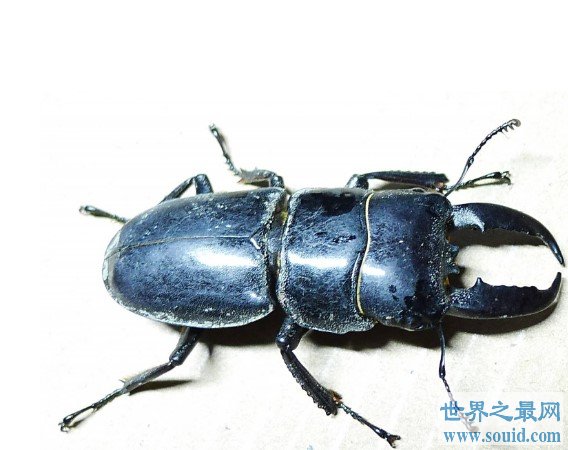 世界上最大的锹甲虫，长12.3厘米的长颈鹿锯锹(www.gifqq.com)