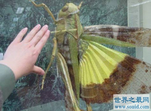 世界上最大的蝗虫，重达23磅，体长48英寸(www.gifqq.com)