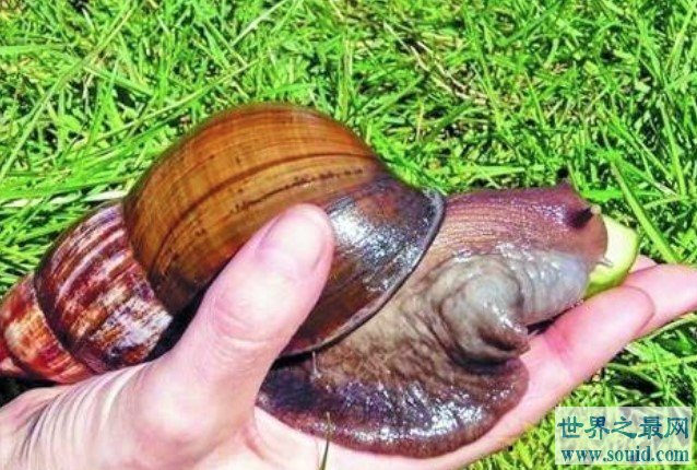 世界上最大的蜗牛，和人的手掌大小差不多(www.gifqq.com)