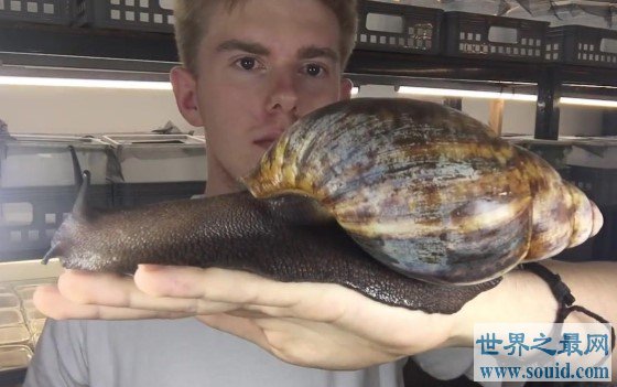 世界上最大的蜗牛，和人的手掌大小差不多(www.gifqq.com)