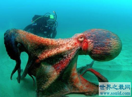 世界上最大的章鱼，体重超成年人两倍多(www.gifqq.com)