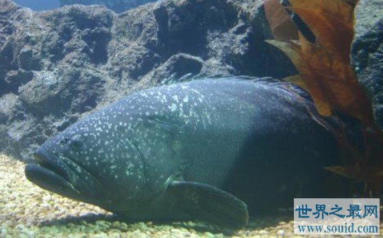 世界上最大的龙趸鱼，重达200公斤