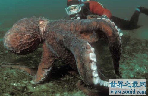 世界上最大的章鱼，体重超成年人两倍多(www.gifqq.com)