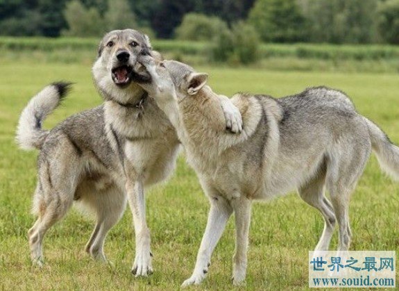 世界上最大的爱尔兰猎狼犬，体重能够达到110斤