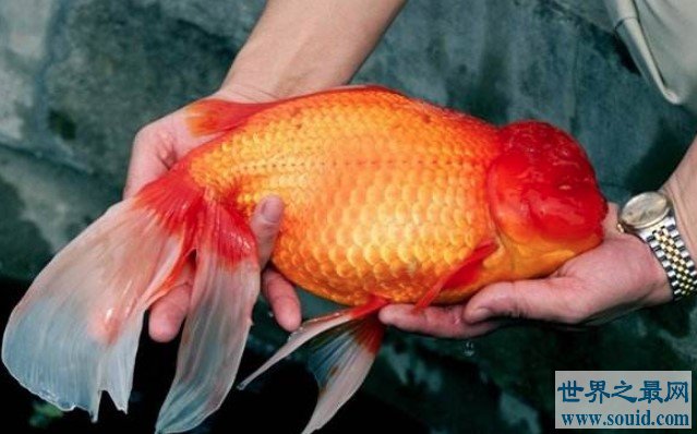 世界上最大的金鱼,光是长就超过了1米(www.gifqq.com)