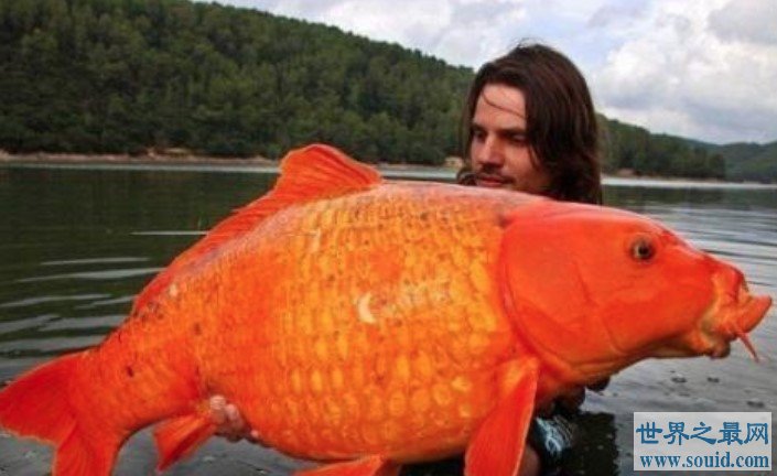 世界上最大的金鱼,光是长就超过了1米(www.gifqq.com)