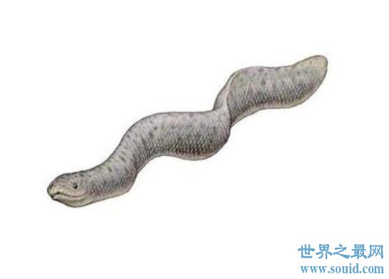 史前最大的海蛇，古杯蛇可以长到9米长620斤(www.gifqq.com)