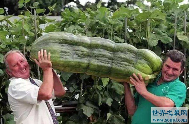 世界上最大的葫芦，重达136斤，长3米