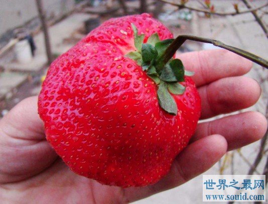 世界上最大的草莓，比人的拳头都还要大(www.gifqq.com)