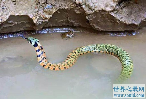 史前最大的海蛇，古杯蛇可以长到9米长620斤(www.gifqq.com)