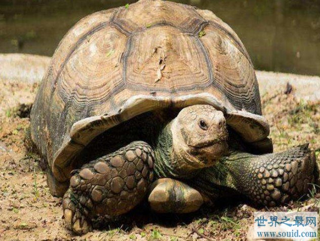 世界上最大千年老龟，一只长达2.6米重达916公斤的老龟(www.gifqq.com)