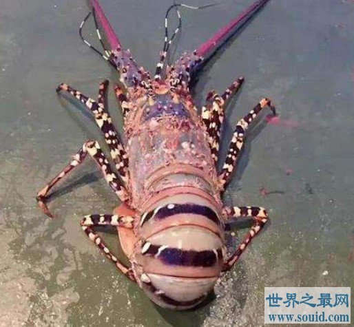 世界上最大的虾，长达1.4米的超大龙虾(www.gifqq.com)