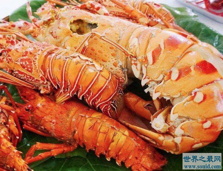 世界上最大的虾，长达1.4米的超大龙虾(www.gifqq.com)