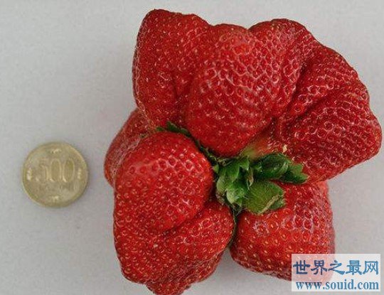 世界上最大的草莓，比人的拳头都还要大(www.gifqq.com)