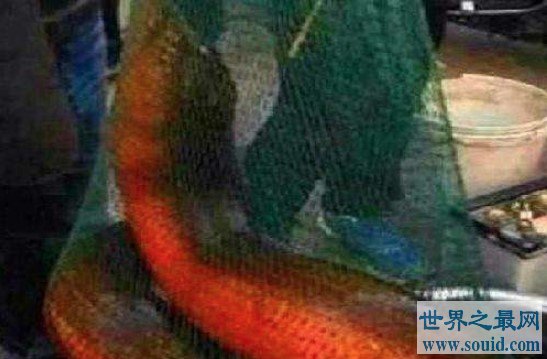 世界上最大的黄鳝，这条36斤的黄鳝可谓是千年黄鳝精(www.gifqq.com)