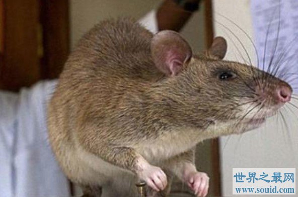 世界上最大的老鼠，身体可长130公分重100斤(www.gifqq.com)