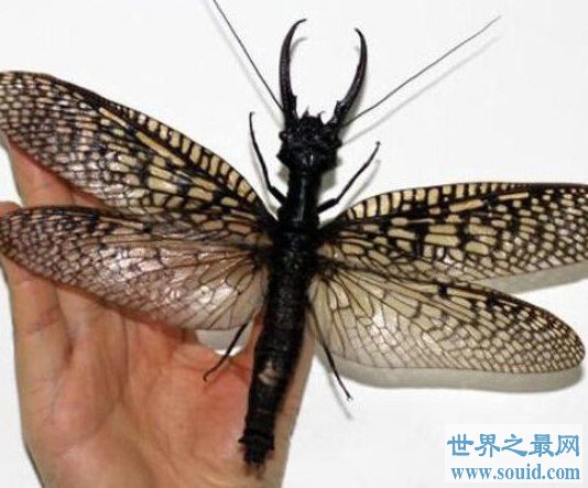世界上最大的蜻蜓，可超过2英寸长，生有触角