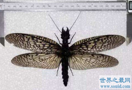 世界上最大的蜻蜓，可超过2英寸长，生有触角(www.gifqq.com)